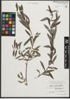 Foto von Salix purpurea L.